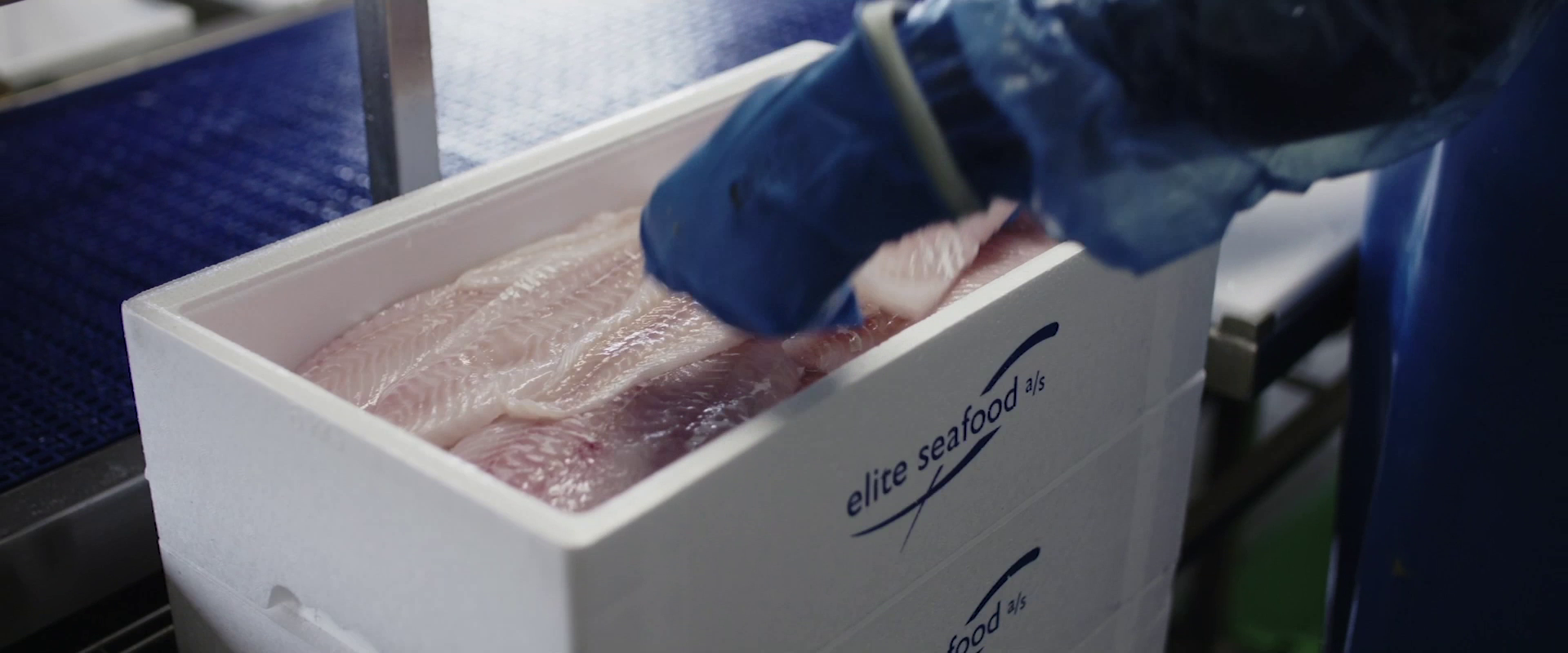 Fish fillets are being stored into Elite Seafood containers